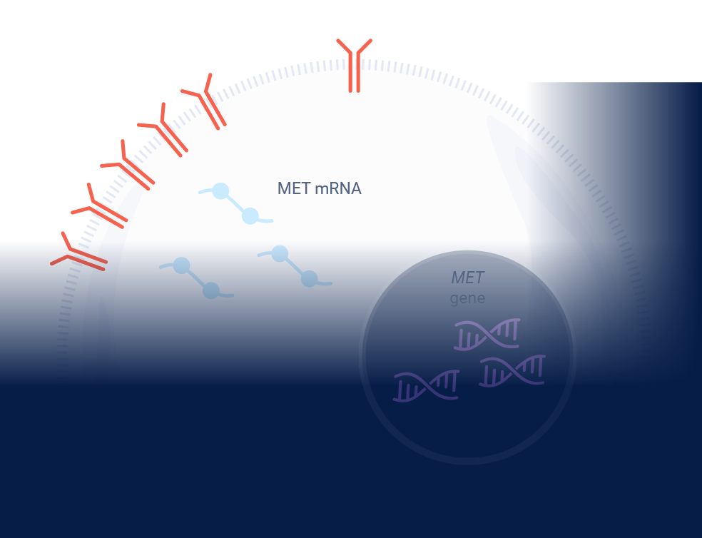 c-Met Protein Overexpression