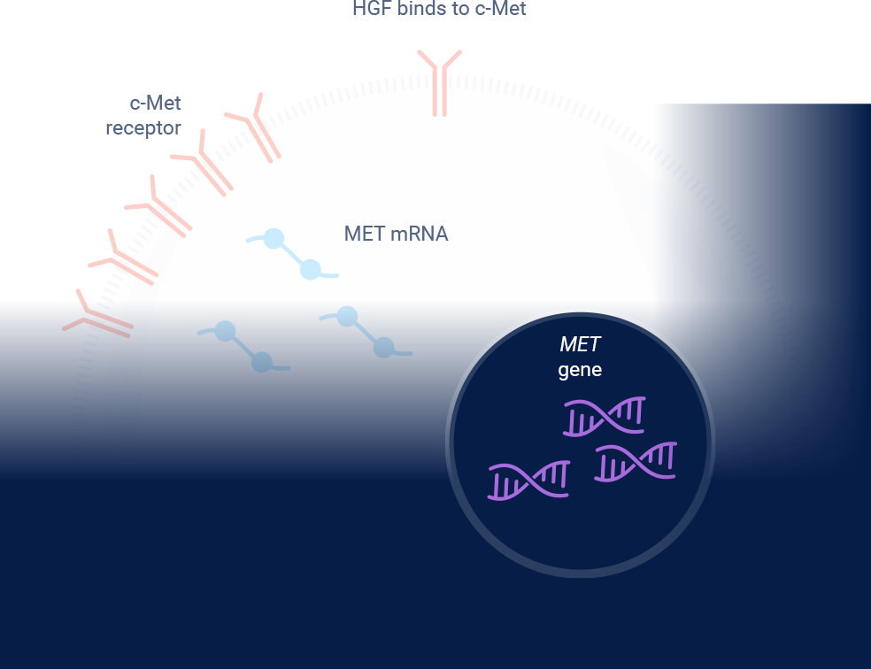 MET Gene Amplification