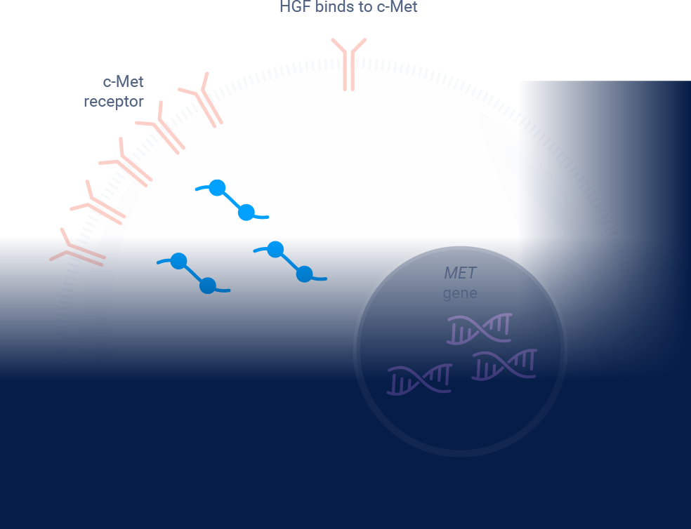 METex14 Skipping Mutations