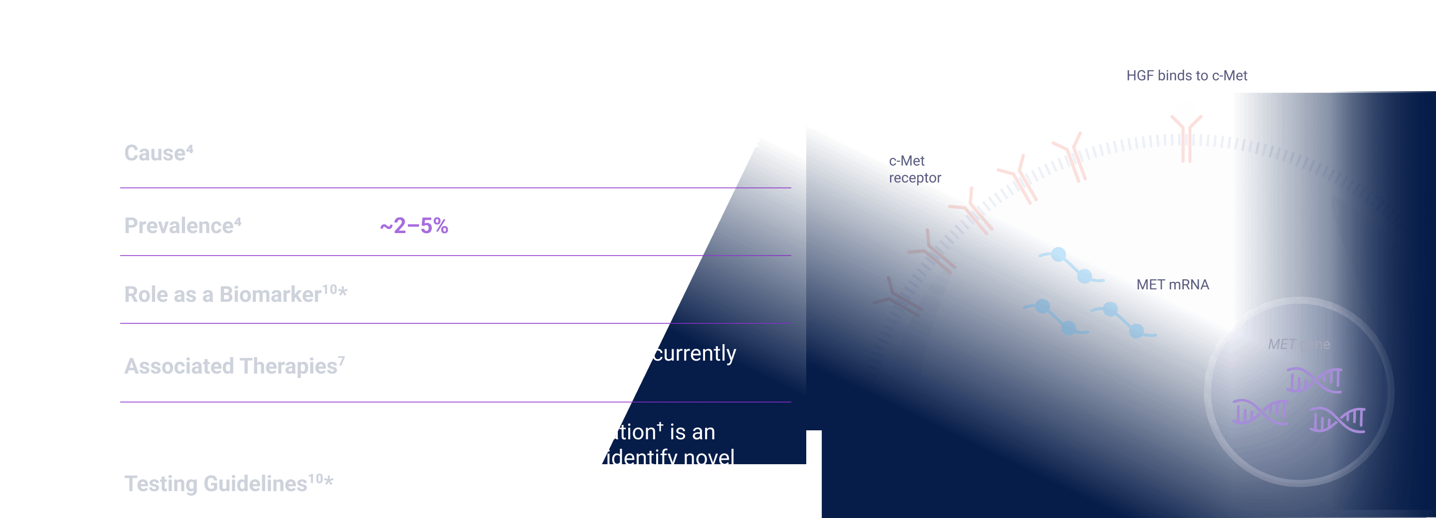 MET Gene Amplification