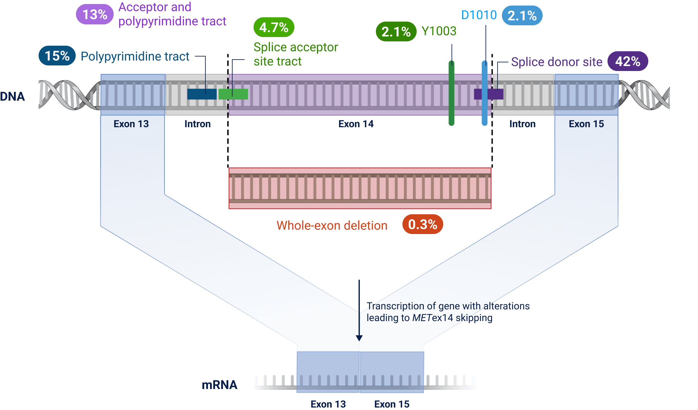 METex14 Skipping Mutations